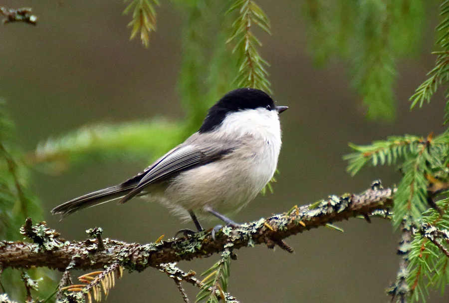 День  Птиц. Буроголовая гаичка - птица года 2017.